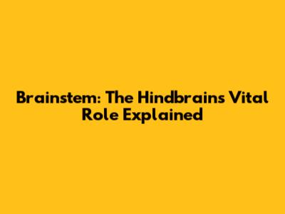 Brainstem: The Hindbrain's Vital Role Explained