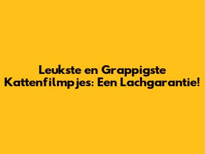 Leukste en Grappigste Kattenfilmpjes: Een Lachgarantie!