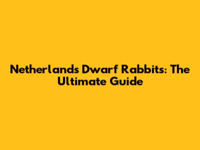 Netherlands Dwarf Rabbits: The Ultimate Guide