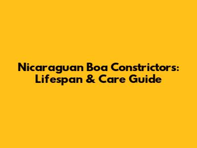 Nicaraguan Boa Constrictors: Lifespan & Care Guide