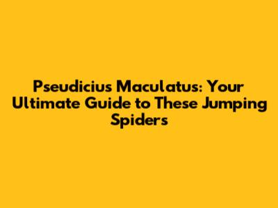 Pseudicius Maculatus: Your Ultimate Guide to These Jumping Spiders
