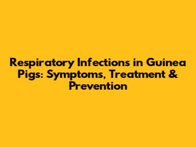 Respiratory Infections in Guinea Pigs: Symptoms, Treatment & Prevention