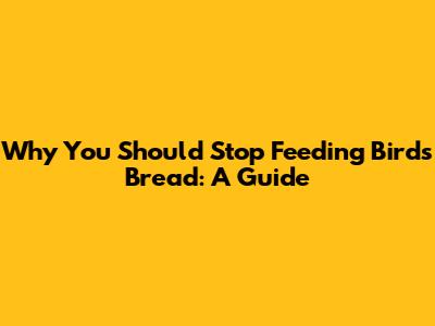 Why You Should Stop Feeding Birds Bread: A Guide